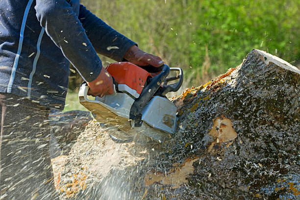 Reliable March Ar, CA  Tree Services Solutions