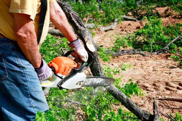 Why Choose Our Tree Removal Services in March Ar, CA?